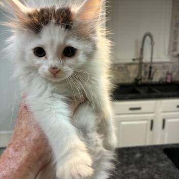 Corbin -  Domestic Long Hair Cat for Adoption in Gainesville, Virginia - Corbin | PetCurious