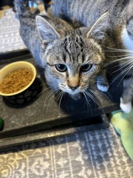 Frappe -  Tabby Cat for Adoption in Essex, Maryland - Frappe | PetCurious