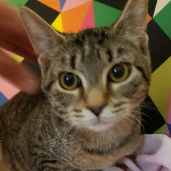 Rescue Domestic Short Hair Cats for Adoption in Fishkill, New York - Wren | PetCurious