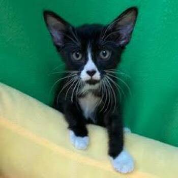 Bobber -  Domestic Short Hair Cat for Adoption in Green Valley, Arizona - Bobber | PetCurious