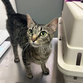 Frog -  Domestic Short Hair Cat for Adoption in Charleston, West Virginia - Frog | PetCurious