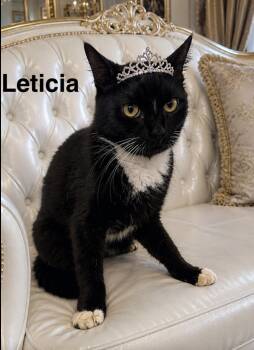 Domestic Medium Hair Cats Available for Adoption in Lucas, Texas - Leticia | PetCurious