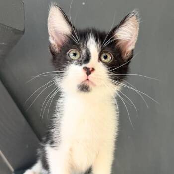 Silvio -  Domestic Short Hair Cat for Adoption in Yucca Valley, California - Silvio | PetCurious