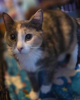 Momma Mouse -  Domestic Short Hair Cat for Adoption in Cloquet, Minnesota - Momma Mouse | PetCurious
