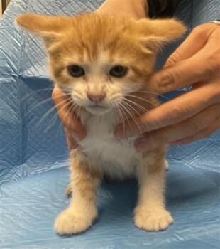 ZARA -  Domestic Short Hair Cat for Adoption in Ontario, California - ZARA | PetCurious
