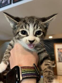 Coda -  Domestic Short Hair and Tabby Cat for Adoption in Emerald Isle, North Carolina - Coda | PetCurious