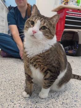 Gracie -  Domestic Short Hair Cat for Adoption in Hutchinson, Minnesota - Gracie | PetCurious