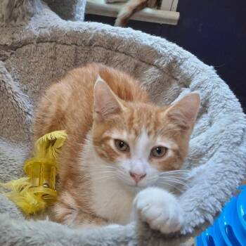 Mozart -  Domestic Short Hair Cat for Adoption in Coldwater, Michigan - Mozart | PetCurious