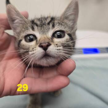 Hendrix -  Domestic Short Hair Cat for Adoption in Spokane, Washington - Hendrix | PetCurious