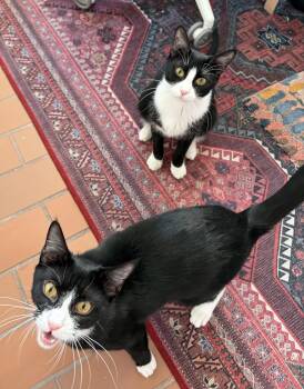 Domino and Pips! -  Domestic Short Hair Cat for Adoption - Domino And Pips! | PetCurious