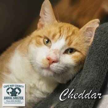 Cheddar -  Domestic Short Hair Cat Available for Adoption in Middle Township, New Jersey - Cheddar | PetCurious
