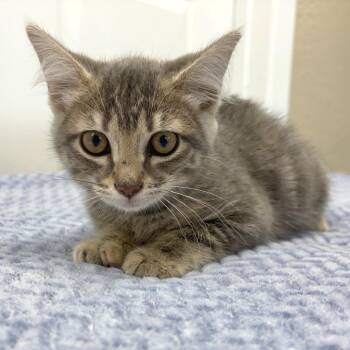 Sarah -  Domestic Short Hair Cat for Adoption in Medford, Oregon - Sarah | PetCurious