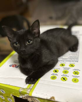 Rescue Domestic Short Hair Cats for Adoption in Frisco, Texas - Kona | PetCurious