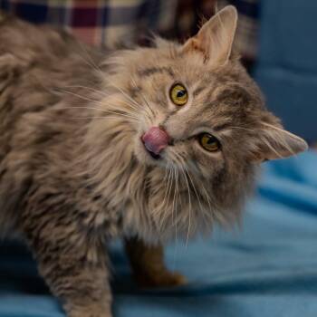 Artemis -  Domestic Long Hair Cat for Adoption in Alexandria, Indiana - Artemis | PetCurious