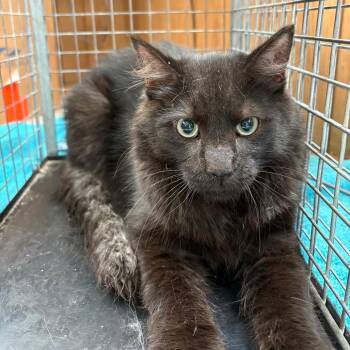 Domestic Short Hair Cats Available for Adoption - Fractious Stormshadow | PetCurious