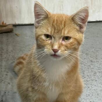 Rescue Domestic Short Hair Cats for Adoption in Gresham, Wisconsin - MOPAR | PetCurious