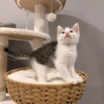 Cove -  Domestic Short Hair Cat for Adoption in Thornwood, New York - Cove | PetCurious