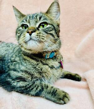 Domestic Short Hair Cats Available for Adoption - Tostada | PetCurious