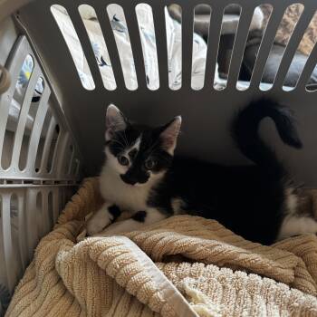 Rescue Domestic Short Hair Cats for Adoption in Canton, Massachusetts - Prim | PetCurious