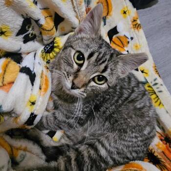 Domestic Short Hair Cats Available for Adoption in Hedgesville, West Virginia - Nareena (F1) | PetCurious