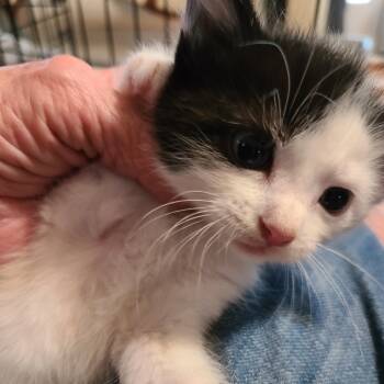 Rescue Domestic Short Hair Cats for Adoption in Woodstock, Virginia - Pearl Hill | PetCurious