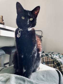 Rescue Domestic Short Hair Cats for Adoption in Rutherfordton, North Carolina - Nova (Courtesy Post) | PetCurious