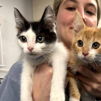 Domestic Short Hair Cats Available for Adoption - Ollie | PetCurious