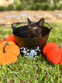 Titus -  Domestic Short Hair Cat for Adoption in Ocala, Florida - Titus | PetCurious