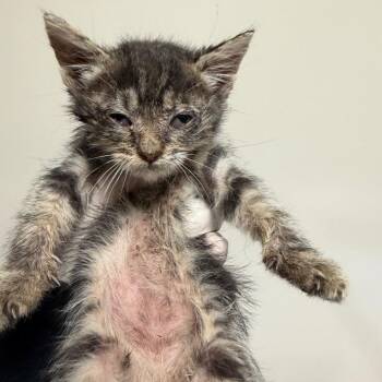 Sandy -  Domestic Short Hair Cat for Adoption in Reno, Nevada - Sandy | PetCurious