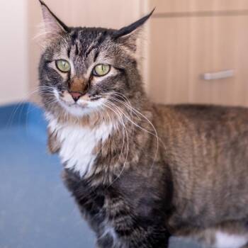 Domestic Medium Hair Cats Available for Adoption in Saint Paul, Minnesota - Bootz With The Furr | PetCurious