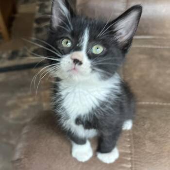 Sunny Ehlers -  Domestic Short Hair Cat for Adoption in Morrison, Colorado - Sunny Ehlers | PetCurious
