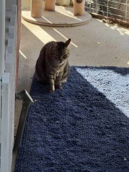Poonam -  Tabby Cat for Adoption in Danville, California - Poonam | PetCurious