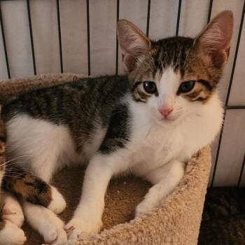 Waylon Bryant -  Domestic Short Hair Cat for Adoption in Merrifield, Virginia - Waylon Bryant | PetCurious