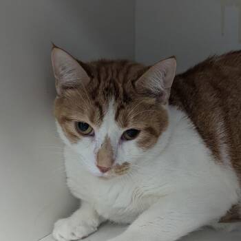 Orange Juice -  Domestic Short Hair Cat for Adoption in Jeffersonville, Indiana - Orange Juice | PetCurious