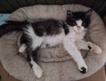 SKETCHER -  Domestic Medium Hair Cat for Adoption in Orlando, Florida - SKETCHER | PetCurious