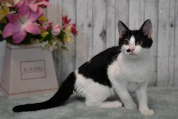 Marilyn -  Domestic Short Hair Cat for Adoption in Roanoke, Texas - Marilyn | PetCurious