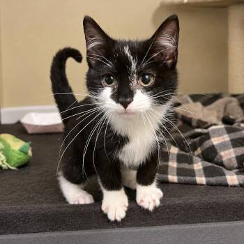 Adeline -  Tuxedo Cat for Adoption in Honeoye, New York - Adeline | PetCurious