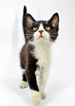 Kit Kat -  Domestic Short Hair Cat for Adoption in Morton Grove, Illinois - Kit Kat | PetCurious