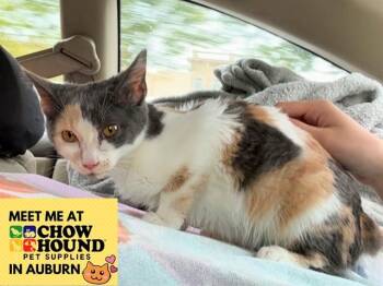 PORSCHE -  Domestic Short Hair Cat for Adoption in Fort Wayne, Indiana - PORSCHE | PetCurious