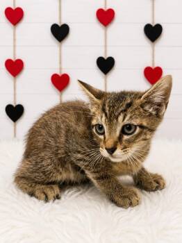 Churro -  Domestic Short Hair Cat for Adoption in Corpus Christi, Texas - Churro | PetCurious