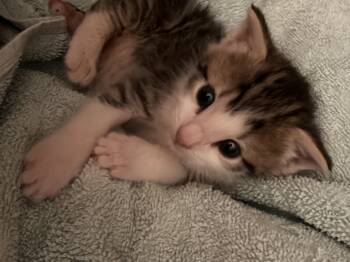 Middle Man -  Domestic Short Hair Cat Available for Adoption in Bethel Park, Pennsylvania - Middle Man | PetCurious