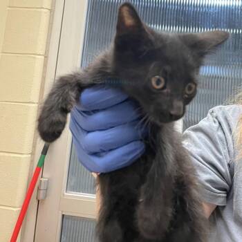 Nash 6391 -  Domestic Short Hair Cat for Adoption in Columbus, Georgia - Nash 6391 | PetCurious