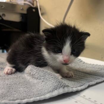 Domestic Short Hair Cats Available for Adoption in Pasadena, California - Millie | PetCurious