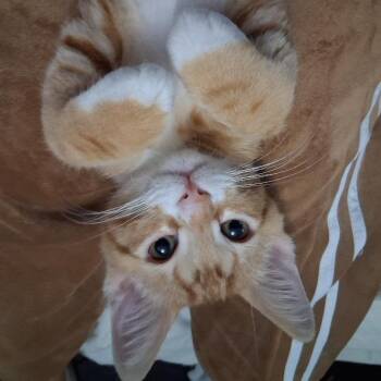 Maxito -  Domestic Short Hair Cat for Adoption in Los Angeles, California - Maxito | PetCurious