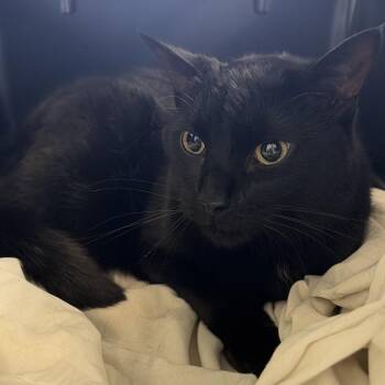 CJ -  Domestic Short Hair Cat for Adoption in Montgomery, Alabama - CJ | PetCurious