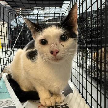 Barb -  Domestic Short Hair Cat for Adoption in Tuscaloosa, Alabama - Barb | PetCurious