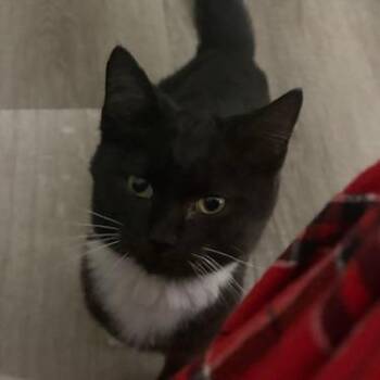Rayven -  Domestic Short Hair Cat for Adoption in Springfield, Ohio - Rayven | PetCurious