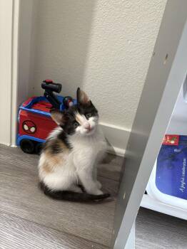 Galaxy -  Domestic Medium Hair Cat for Adoption in Lancaster, California - Galaxy | PetCurious