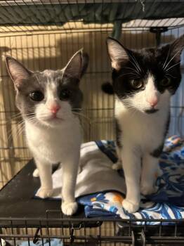 Domestic Short Hair Cats Available for Adoption in Oak Park, Michigan - Proper | PetCurious