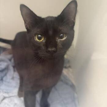 Shadow -  Domestic Medium Hair Cat for Adoption in Marshall, Texas - Shadow | PetCurious